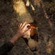 Image for article titled Far Cry 5 Has Some Very Good Dogs